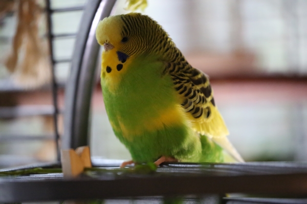 Susi