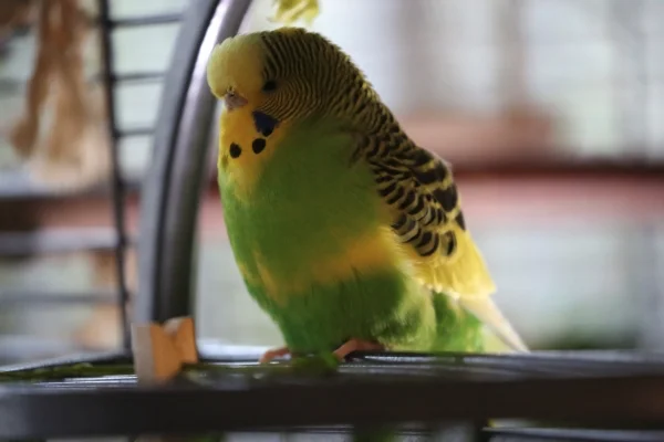 Wellensittich-Bild: Hier sitzt die kleine Dame sehr vornehm auf dem Balkon,- das wird ihr Profilbild!