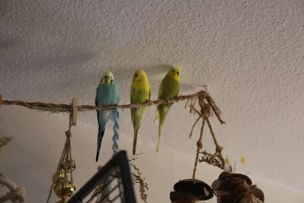 Wellensittich-Bild: Von dort oben kann man das ganze Zimmer überblicken. Im Winter steht darunter der Käfig, also sind es kurze Wege zum Futter.