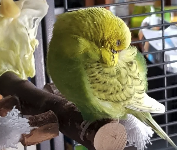 Wellensittich-Bild: Ein kleines Päuschen zwischendurch muss sein, manchmal geht noch ein Äuglein auf oder sie quatscht sich leise in den Schlaf.