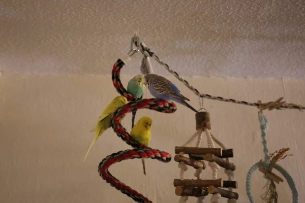Wellensittich-Bild: Die Spirale kannte Paula aus ihrem alten zu Hause. Inzwischen bleiben die anderen Drei auch sitzen, wenn sie kommt. Dabei ist sie nur groß, aber sehr freundlich.