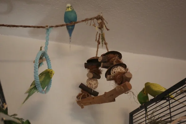 Wellensittich-Bild: Winnetou turtelt mit Susi, Nschotschi döst und Fredi sieht verwirrt von oben zu, also alles wie immer. ;)