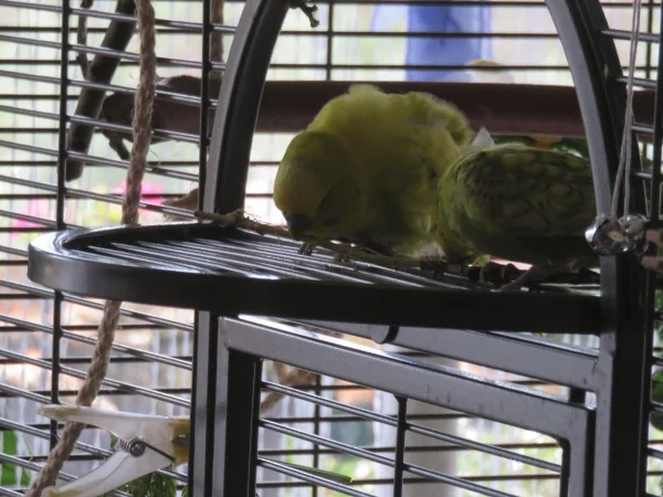 Wellensittich-Bild: Kirschzweige oder Pflaumenzweige schmecken richtig gut, auch gemeinsam. Nebenbei schmecken aber auch alle Hölzer, aus denen Schaukeln gebaut wurden.
