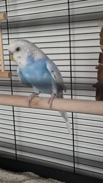 Wellensittich-Bild: Hallöchen, da bin ich, ich bin neu hier, komme aus dem Tierheim Berlin und fühle mich wohl in meinem neuen Schwarm.
Mein Name ist einem Karl- May- Roman entsprungen.
;)