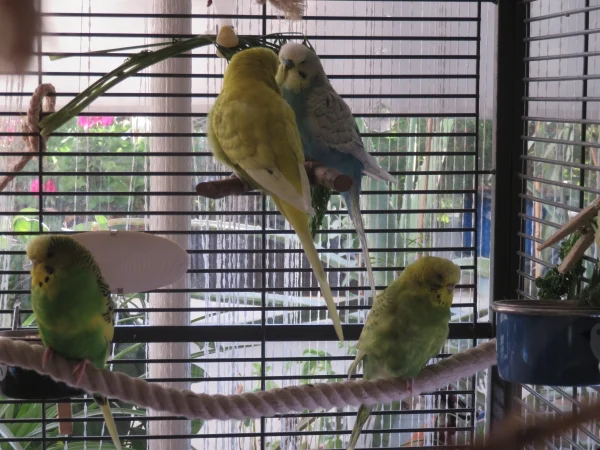Wellensittich-Bild: Oft sitzen unsere Vier gemütlich verteilt im oder am Käfig uns lassen es sich gutgehen. Die Herren haben wohl etwas zu besprechen, die Damen entspannen derweil.