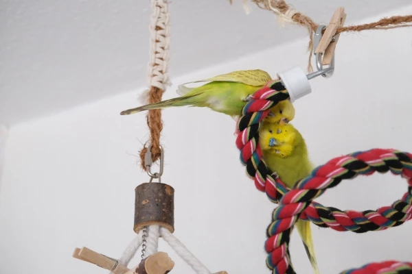 Wellensittich-Bild: Bitte noch hier ein wenig und dort noch etwas putzen! Winnetou findet es toll.