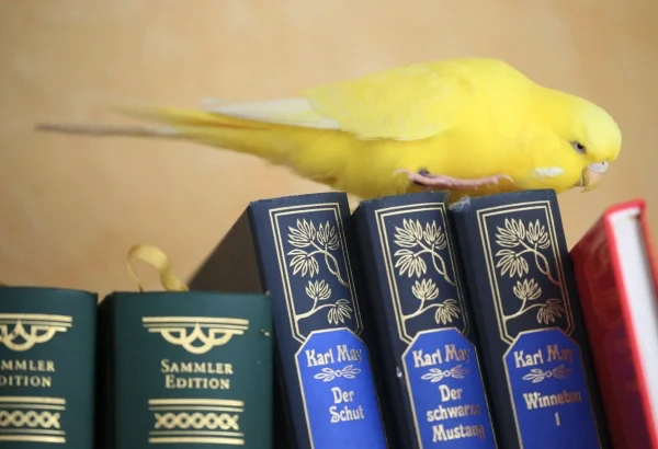 Wellensittich-Bild: Sonnimaus inspiziert die Bücher: warum heißt mein Kumpel Winnetou?
(Sie sitzt einfach zu gerne auf den Büchern,- nimmt leider öfter den Schnabel zum Lesen.)