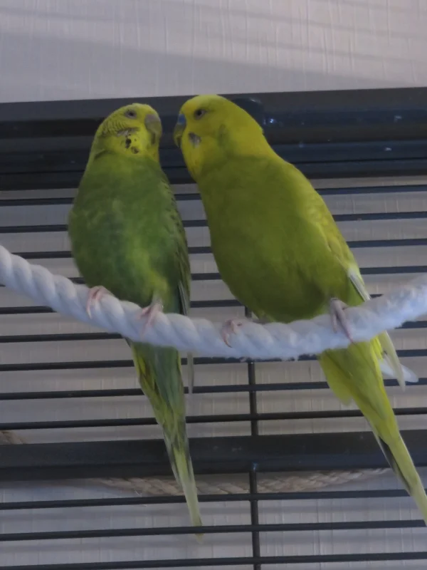Wellensittich-Bild: Immer wieder rückt er Stück für Stück an die Mausi heran. Meist macht sie sich immer größer und setzt sich etwas höher, lässt sich aber nur bedingt anbaggern.