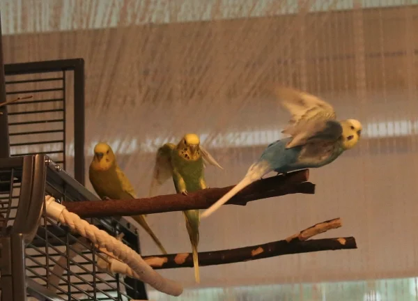 Wellensittich-Bild: Los gehts! Fredi und Nschotschi flattern los.
Habe lange gebraucht, um die richtige Belichtungszeit zu finden, sooo schnell flattern die Flauschis los.