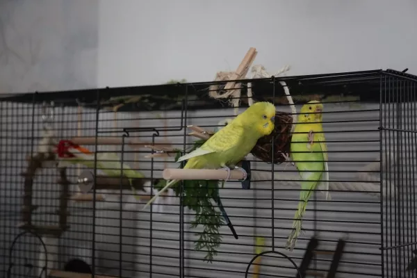 Wellensittich-Bild: in den ersten Tagen hat Putschi immer wieder Rollen am Gitter veranstaltet, irgendwie dachte sie, dadurch einen Ausgang zu finden. Unser toller Hahn Winnetou hat sie dabei angefeuert, er fand sie einfach zu interessant.