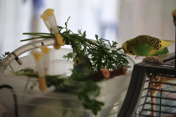 Wellensittich-Bild: Mutig ist Fredi sogar in die Wanne geklettert, dort liegen Salatblätter als Duschmatte, das funktioniert gut. Spaß hat es auf jeden fall gemacht,- auch beim Zusehen.