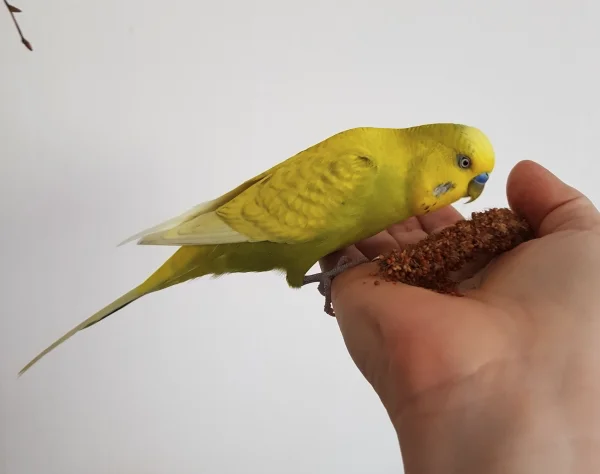 Wellensittich-Bild: So einer Kohi kann Winnetou einfach nicht widerstehen,  dafür kommt er sogar auf die  Hand. Die anderen Drei sehen aus sicherer Entfernung zu.:)