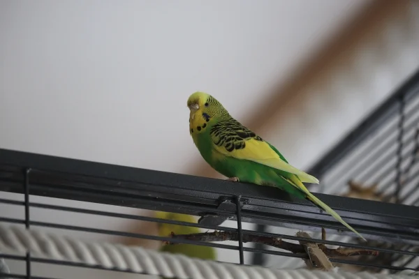 Wellensittich-Bild: Susi ist gerade mit Fredi bei uns eingezogen und erkundet sofort das ganze Zimmer. Den Käfig zum Eingewöhnen fand sie blöd. Gemeinsam mit Winnetou und Nschotschi sitzt sie im großen Käfig.