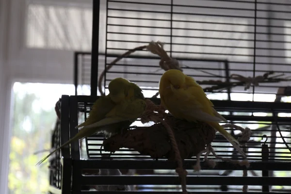 Wellensittich-Bild: Winnetou und Sonnimaus bei einer kurzen Ruhepause, bevor das wilde Flattern weitergeht.