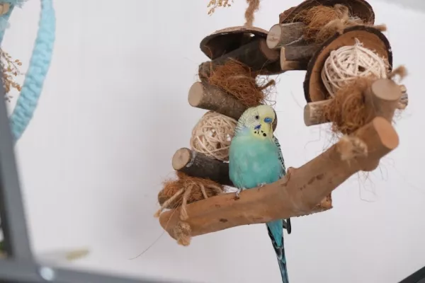 Wellensittich-Bild: Hallöle! Da bin ich, fühle mich in meinem neuen Zuhause sehr wohl.
Mein bester Kumpel ist natürlich Winnetou!
