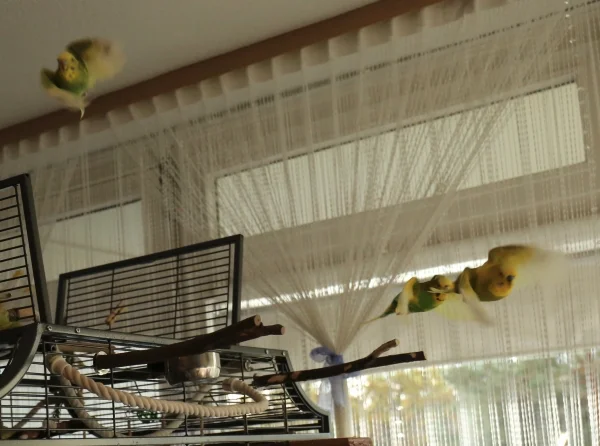 Wellensittich-Bild: Auch Winnetou, Susi und Nschotschi fliegen öfter ihre Runden im Zimmer.