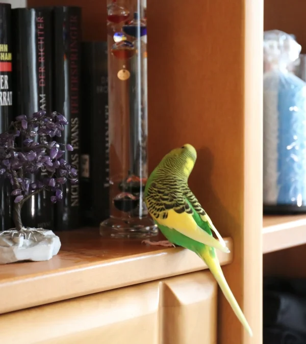 Wellensittich-Bild: Susi hat das Fach mit dem Galileo- Thermometer entdeckt, die bunten Kugeln mit den glänzenden Plättchen sind einen Blick wert. Auch das Bäumchen mit den Steinchen ist sooo interessant. 