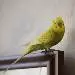 Winnetou