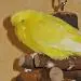 Sonnimaus