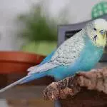 Fredi als Model in blau