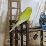 Sonnimaus und Klopfer