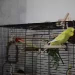 Putschi sucht den Ausgang