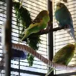 Susi, Fredi und Nschotschi chillen
