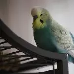 Fredi als Model