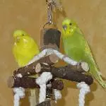 Sonni mit neuem Freund