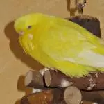 Sonnimaus