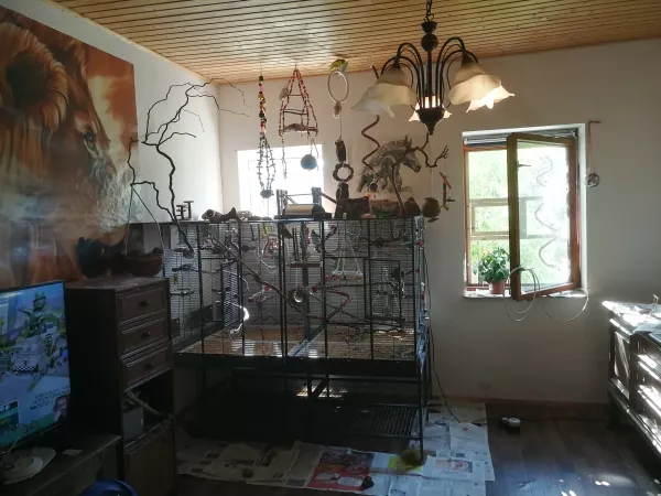 Wellensittich-Bild: 2 Käfige zusammen gemacht, hat mich viel Kraft gekostet diese schweren Käfige zu verschieben, ohne Rollen und alleine. 