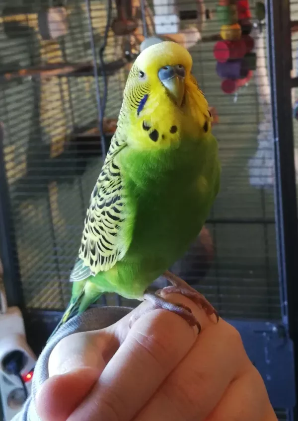 Wellensittich-Bild: Addy, an seinem ersten Tag bei mir. So ein schöner Kerl!