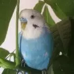 Rain an seinem ersten Tag bei mir