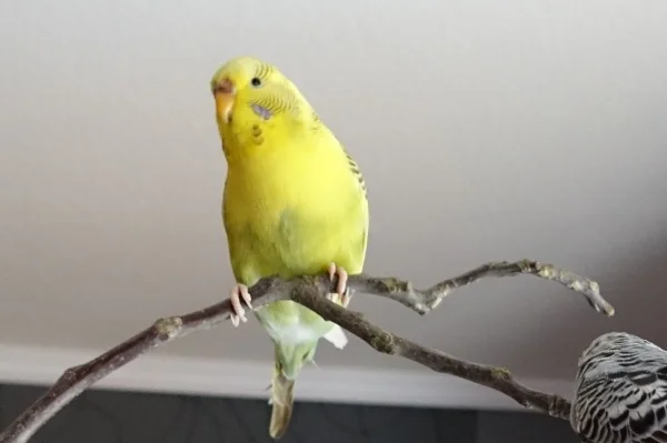 Wellensittich-Bild: Ich heiße Kiwi und ich wohne jetzt hier. wollte mich nur mal vorstellen.