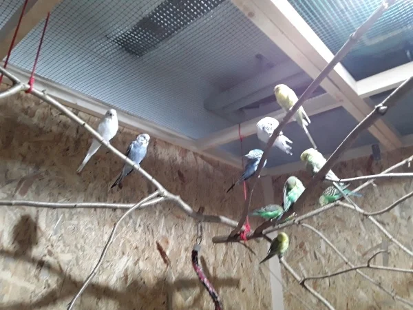 Wellensittich-Bild: Ein seltenes Bild mal alle 11 Flauschpopos auf einem Bild harmonisch vereint.