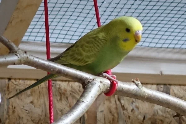 Wellensittich-Bild: Mein süßer kleiner hübscher Spatz