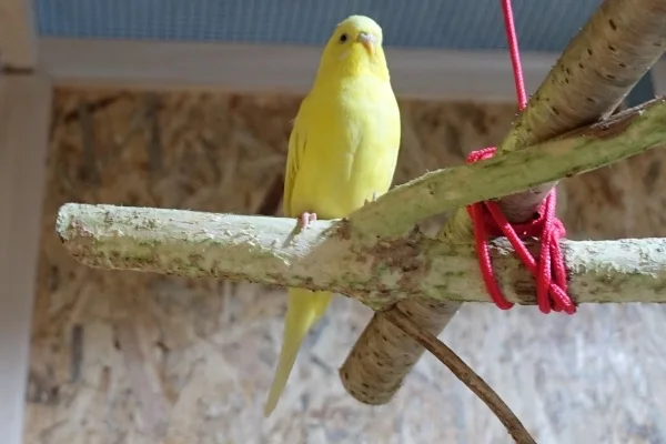 Wellensittich-Bild: Bin mir noch nicht sicher ob Henne oder Hahn