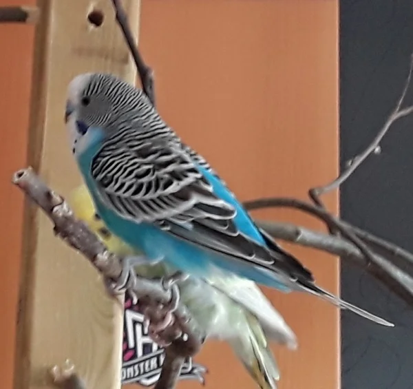 Wellensittich-Bild: Kleiner Mann ganz groß