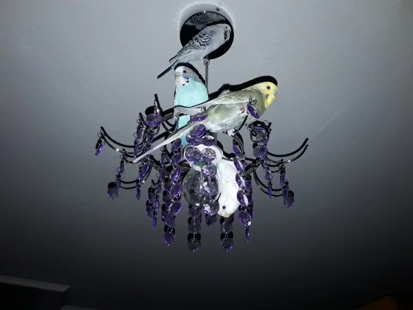 Wellensittich-Bild: Warum den auf schönen Ästen sitzen wenn es doch auch ne schöne Lampe gibt, wo man später auch gleich schlafen kann.