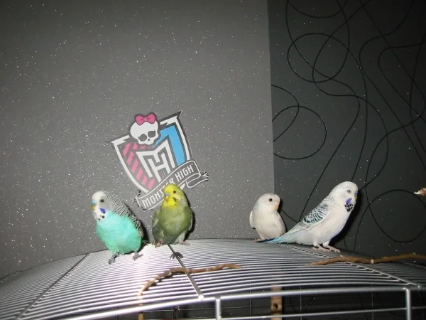 Wellensittich-Bild: Also wir wollen nur sagen: \