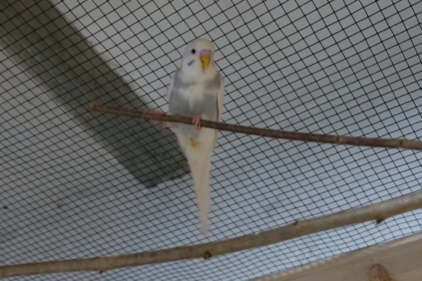 Wellensittich-Bild: Bin mir noch nicht sicher ob Henne oder Hahn