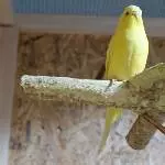 Sunny Die neue