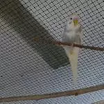 Angel der neue
