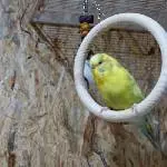 Kiwi und Ihr Schauckel