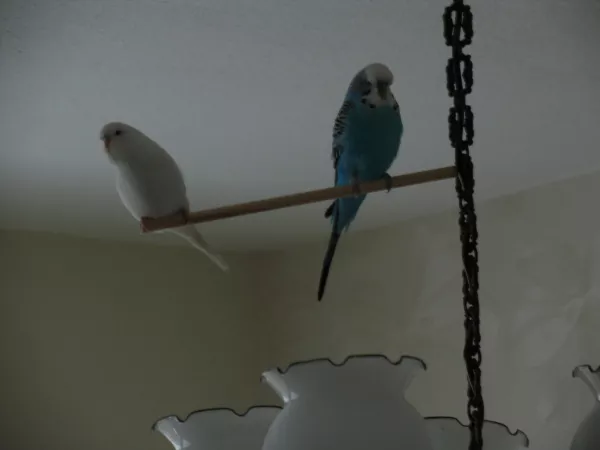 Wellensittich-Bild: Ein Partner für Jacki ist bei uns eingezogen, jedoch gab es anfangs beidseits kein Interesse aneinander.