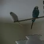 Flöckchen und Jacki