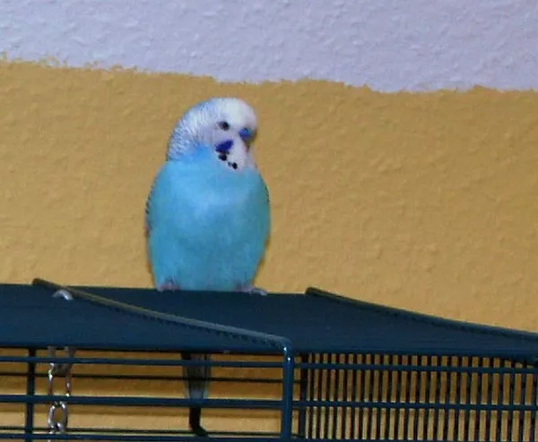 Wellensittich-Bild: Nachdem Sweety gestorben ist, konnte ich Pitri nicht alleine lasse...also musste ein weiterer Welli her (der typische Vogel-Kauf-Kreis beginnt xD ). Zum Glück ist er dieses Mal wirklich männlich geworden, und Pitri u. Spike wurden ein süßes Pärchen :) Leider verstarb er nur 2 Wochen, nachdem seine Partner verstorben ist...ihm konnte ich leider keinen Ersatz anbieten, den er wollte :( Er tat mir unendlich leid, aber er ließ sich nicht mehr aufmuntern...
