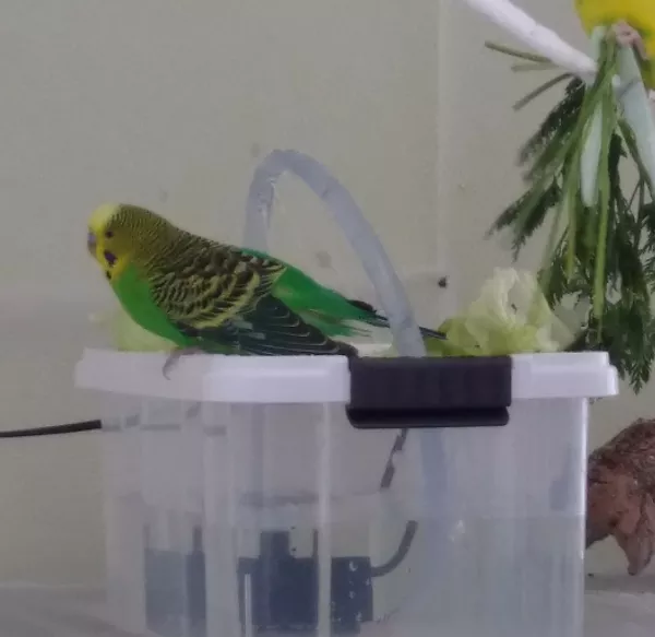 Wellensittich-Bild: Mal die neue Vogeldusche ausprobieren. An heißen Tagen eine super gute Abkühlung, am Besten mit Kombi Salat und Möhrengrün ^^