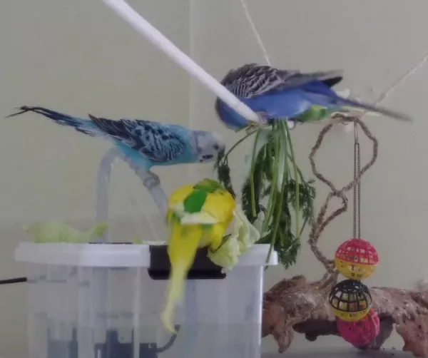 Wellensittich-Bild: Man muss in der Vogeldusche ja nicht zwangsläufig duschen..drauf rumklettern geht ja auch, wenn man dadurch ohne zicken ans Grün kommt ^^