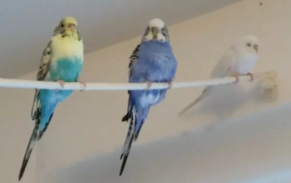 Wellensittich-Bild: Alle meine Damen, von li. nach re.: Muka, Blue, Skye (leider etwas unscharft, blödes Handy -.- )